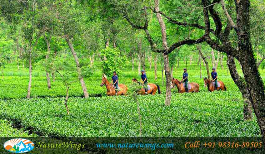 Tea-Gardens-of-Assam