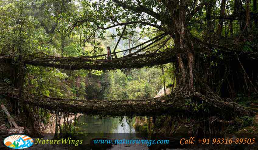 cherrapunji-root-bridge