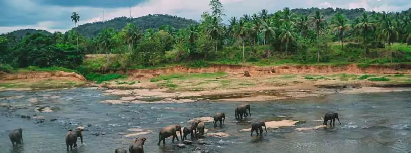 Pinnawela Elephant Orphanage, Kandy, Sri Lanka Tour