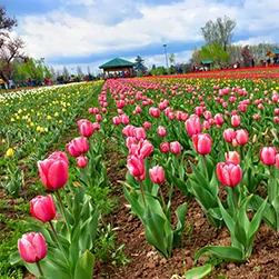 amazing kashmir tulip festival package tour from mumbai