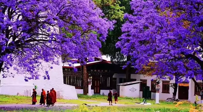 tour bhutan in spring from delhi with naturewings holidays ltd