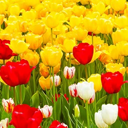 book amazing tulip festival package