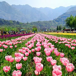 book kashmir tulip trip