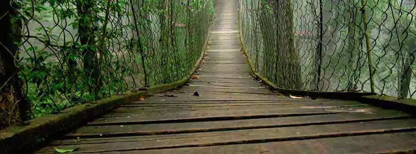 Enjoy canopy walk in lolegaon during Lava lolegaon Rishop tour with NatureWings