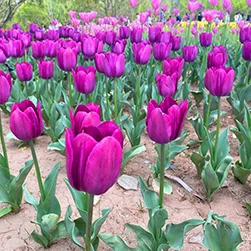 captivating tulip festival in kashmir