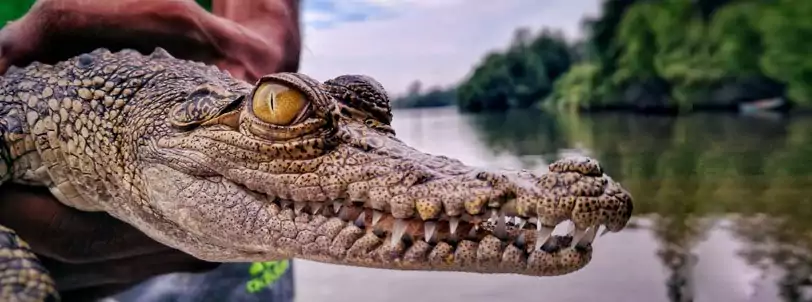 crocodile breeding hatchery, bentota, sri lanka