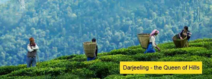 darjeeling lamahatta tour packages