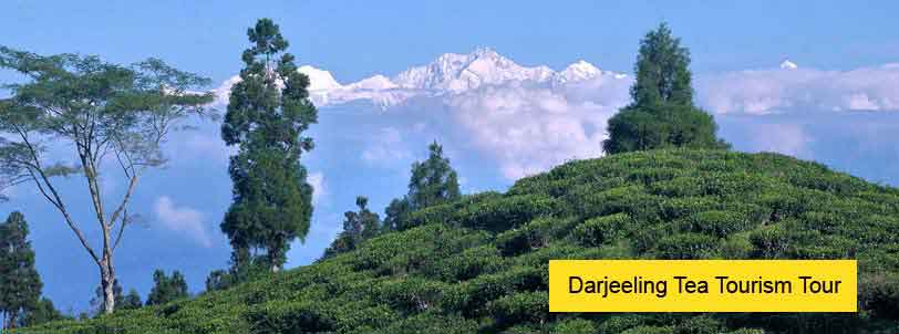 darjeeling tea tourism tour