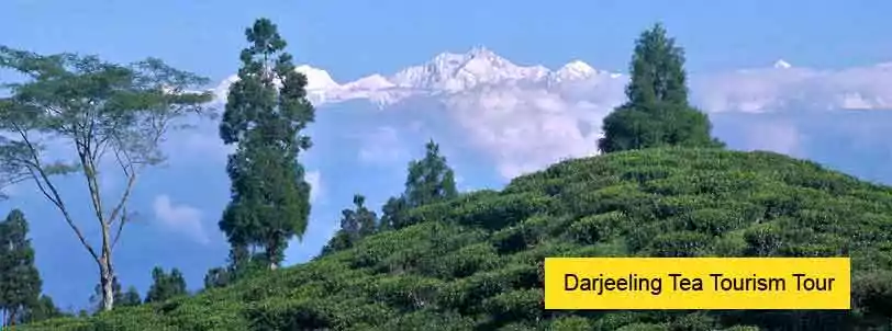 Darjeeling Tea Tourism Tour