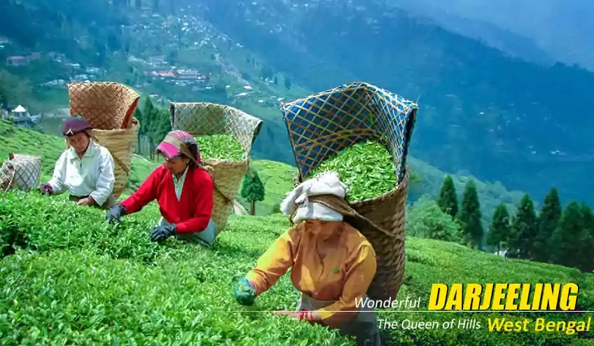 darjeeling package