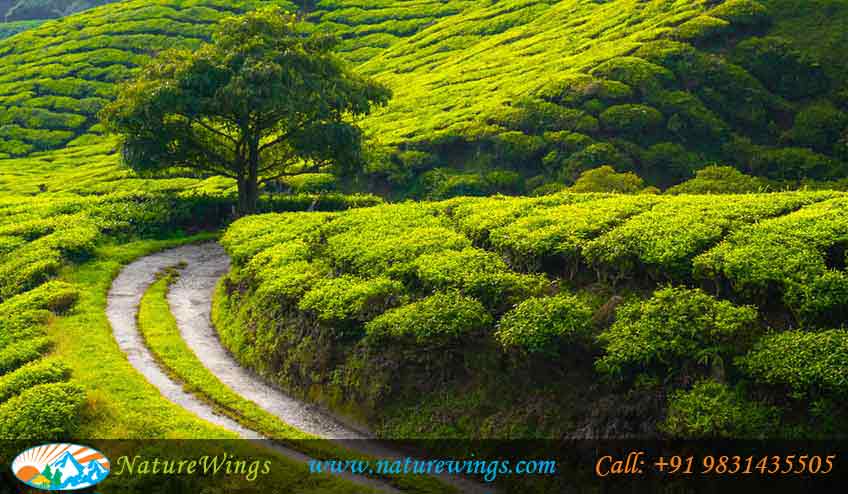 sikkim-darjeeling-img