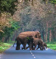 dooars Jaldapara elephant safari package best price from with naturewings
