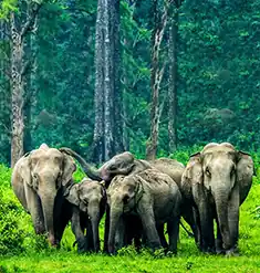 dooars elephant safari jaldapara confirm your booking with natureWings