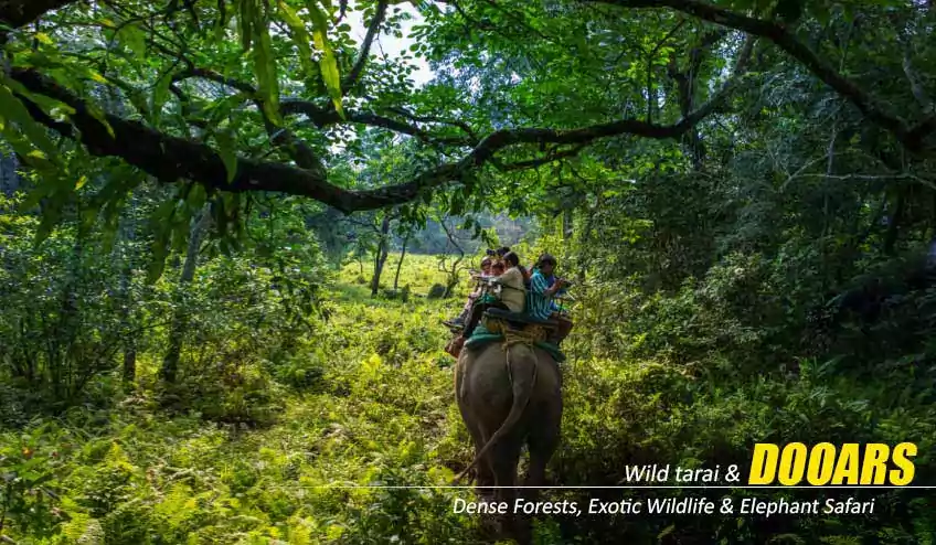dooars tour package booking with elephant safari in jaldapara national park