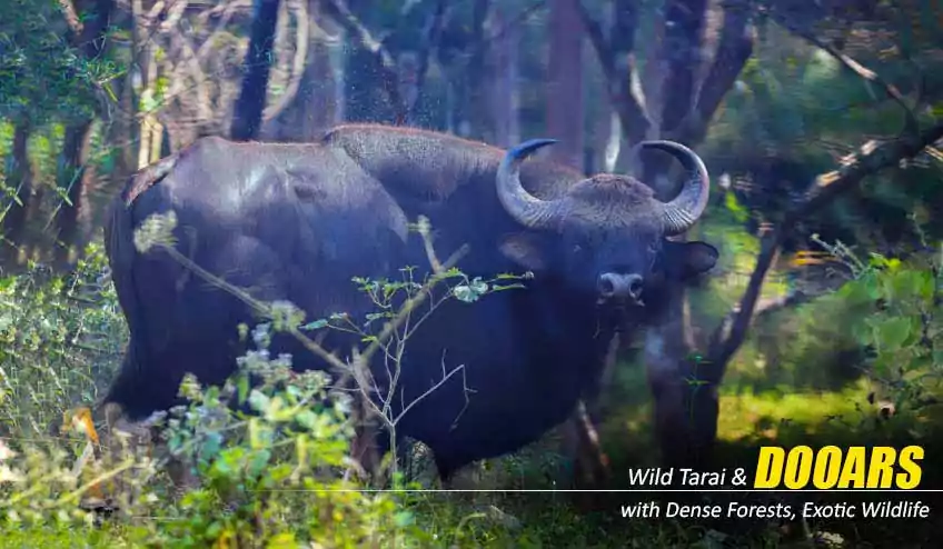 Dooars Package Tour, Dooars Tour Package, Dooars Package Tour from Kolkata - BEST DEAL | BOOK NOW! Dooars Package Tour, Dooars Tour Package, Dooars Package Tour from Kolkata - BEST DEAL | BOOK NOW!