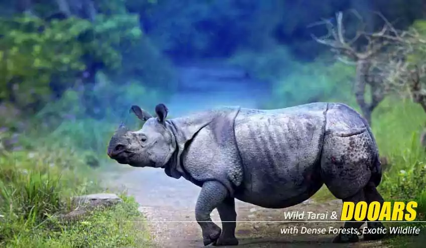 dooars package tour with jaldapara elephant safari booking