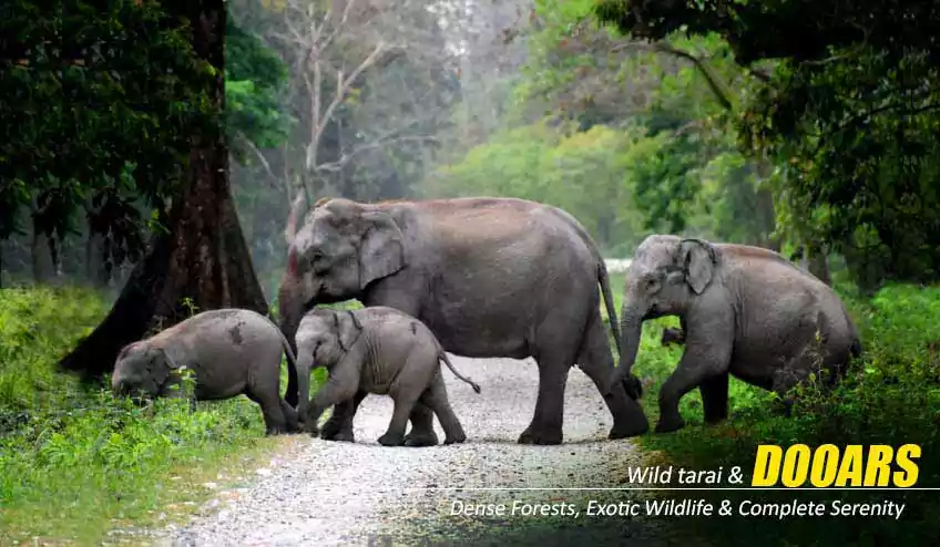 dooars package tour with elephant safari in Jaldapara National Park - naturewings