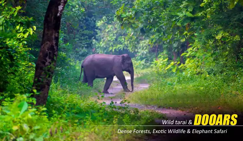 jaldapara elephant safari booking with NatureWings