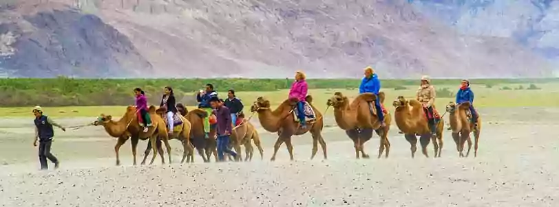 Enjoy Double Hump Camel Safari in Nubra Valley, Ladakh with NatureWings Special Ladakh Package Tour from Kolkata