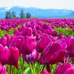 enchanting kashmir tulip garden tour