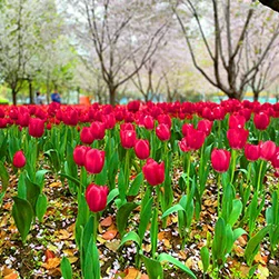 experience tulip festival in jammu and kashmir