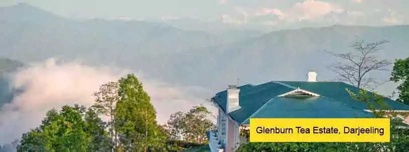 Glenburn Tea Estate Tour, Darjeeling