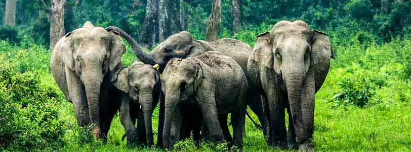 Dooars Package Tour with gorumara national park from NJP, siliguri