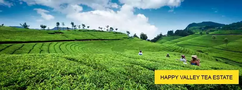 happy valley tea estate in darjeeling