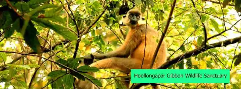 hoollongapar gibbon wildlife sanctuary, jorhat, assam