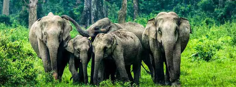 Jaldapara National Park Tour Package with Elephant Safari