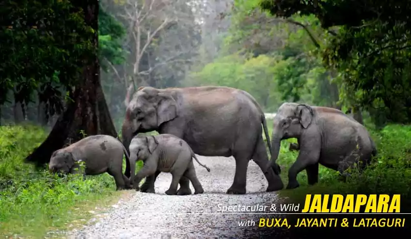 jaldapara elephant safari package tour booking