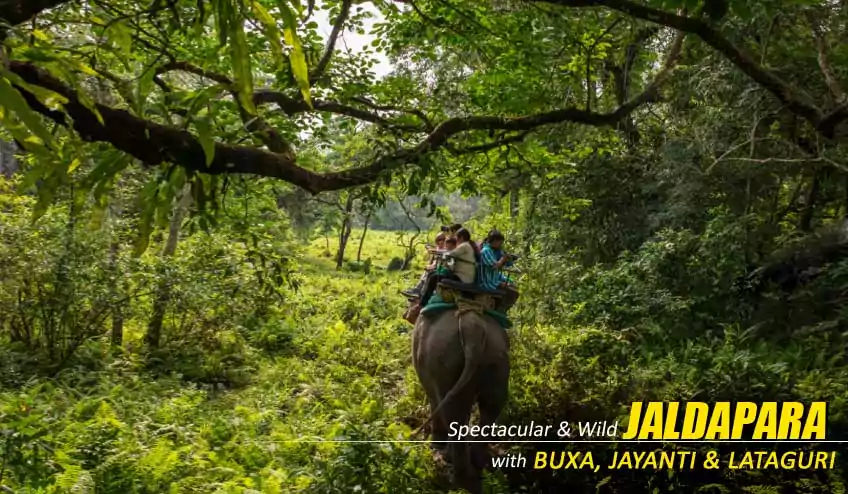 jaldapara elephant safari package tour