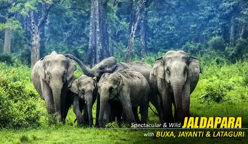 jaldapara elephant safari tour packages cost