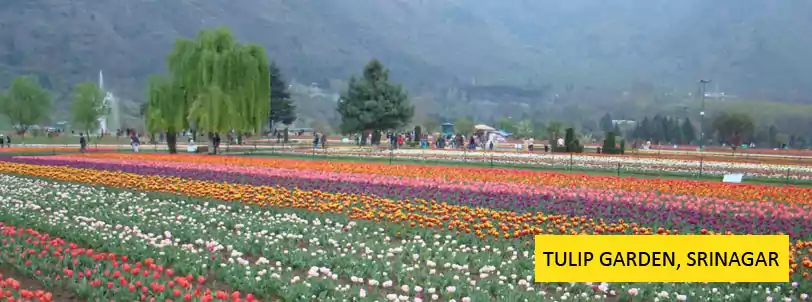 kashmir package tour with tulip garden tour with NatureWings