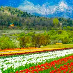 kashmir travel package cost from ahmedabad