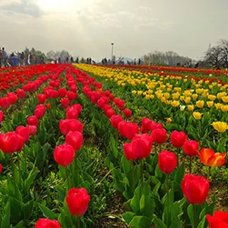 kashmir tulip festival package tour