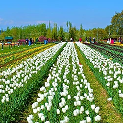 kashmir tulip festival package