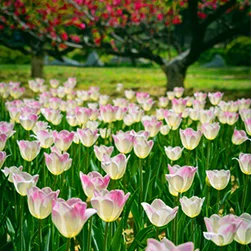 kashmir tulip festival tour