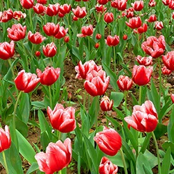 kashmir tulip festival tours 2025