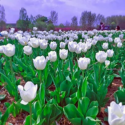 kashmir tulip festival trip 2025