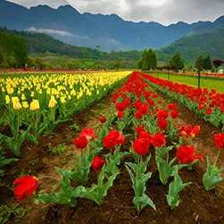 kashmir tulip festival