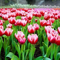 kashmir tulip garden festival package
