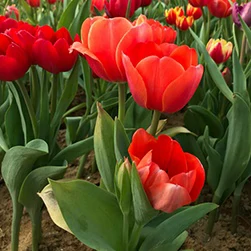 kashmir tulip garden tour package