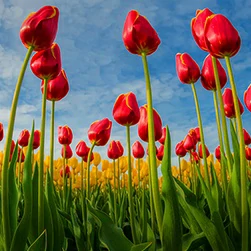 kashmir tulip garden tour