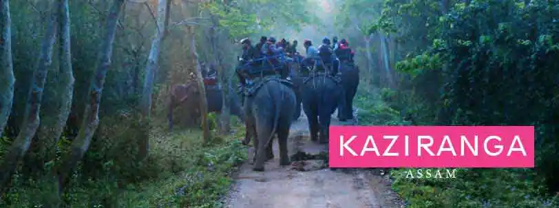 kaziranga elephant safari packe tour with Kaziranga Jeep Safari, assam