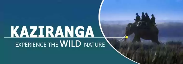 kaziranga elephant safari package tour booking from guwahati with NatureWings