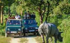 Kaziranga Package Tour Booked from Guwahati with NatureWings