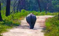 Assam Meghalaya Arunachal Pradesh Tour