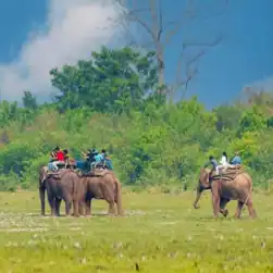kaziranga tour packages with elephant safari jeep safari