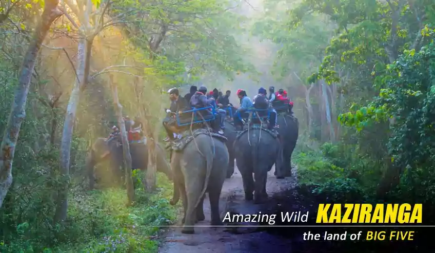 kaziranga elephant safari booking with NatureWings